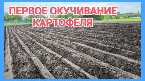 Первое ОКУЧИВАНИЕ картофеля мотоблоком и ПРОПОЛКА минитрактором