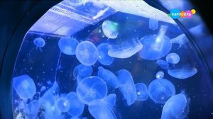 Навигатор. Новости (от 27.03.2025)