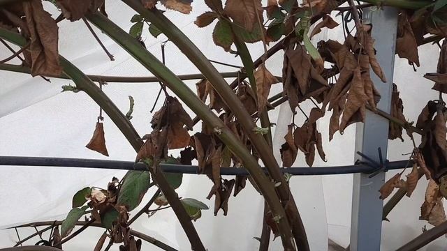 Ежевика весной