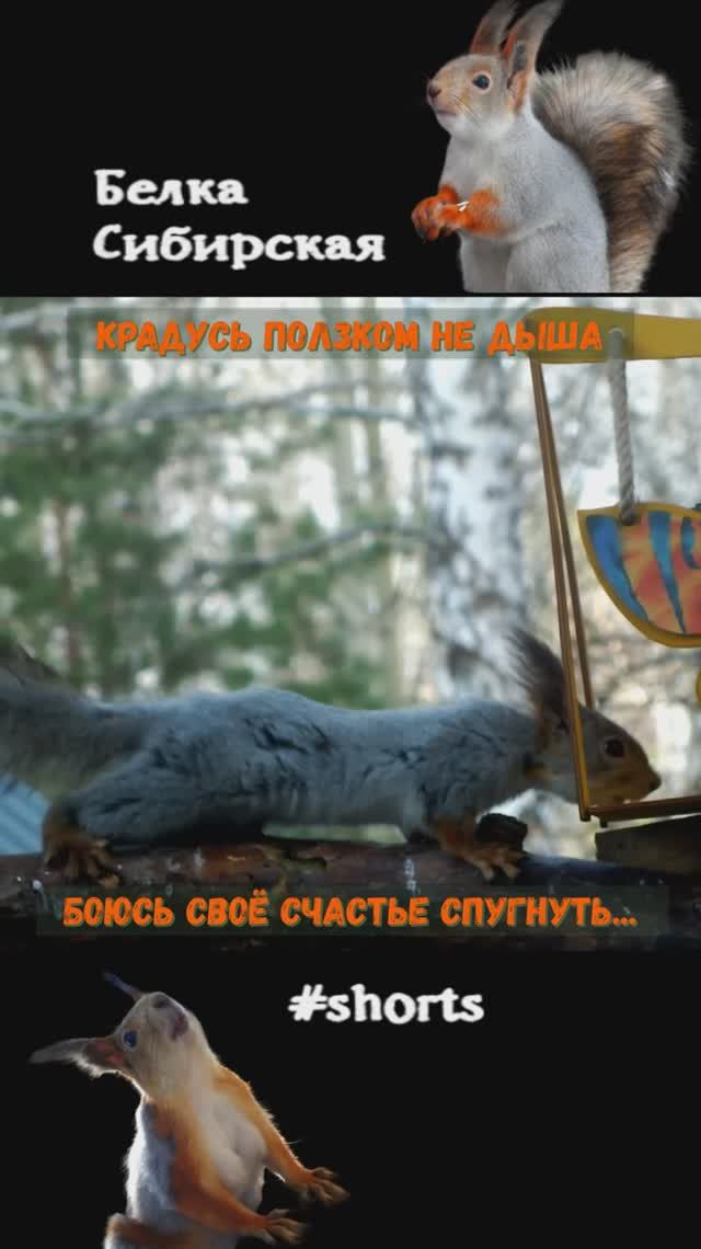 Белка еще побаивается новую кормушку