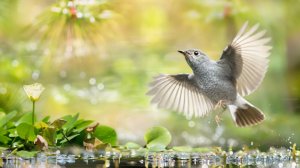 Птицы в Воде: Расслабляющее видео, Звуки Птиц, Релакс, Видео для Кошек