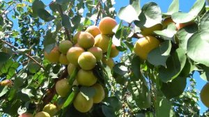 Абрикос, похожий на персик /крупный, сладкий/ New Jersey Americ