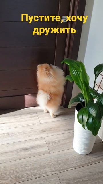 хочу дружить/저는 친구가되고 싶습니다 #шпиц #Pomeranian #собака #померанскийшпиц смотреть онлайн