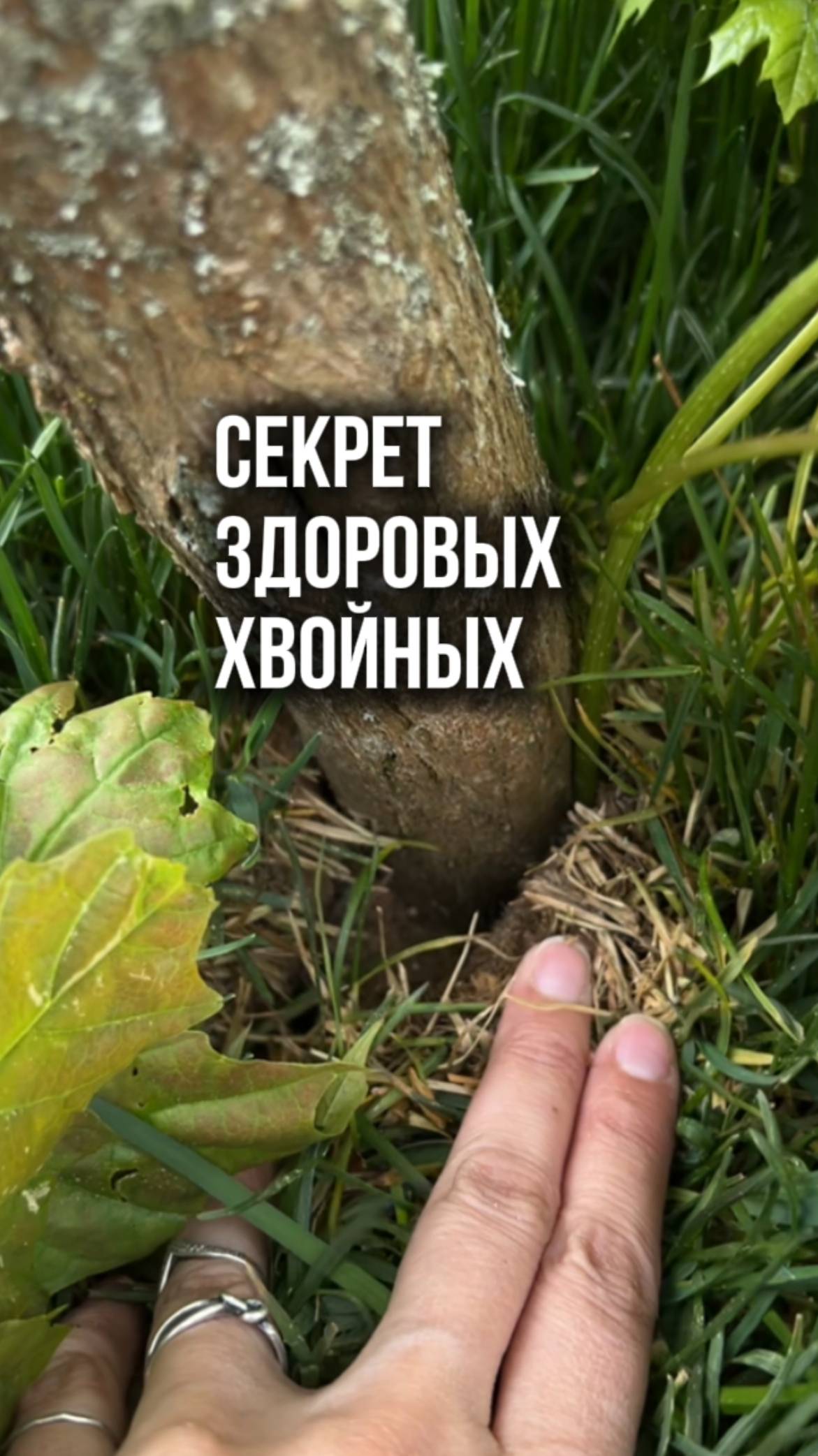 Секрет здоровых хвойных растений🤫 смотреть онлайн