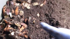 Чем кормить червей старателей в домашних условиях