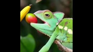 хамелеон