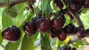 Черешня Скіна. Cherry Sceena. Смачний сорт, товарні плоди