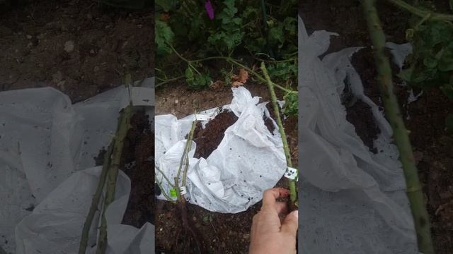 Саженцы роз из питомника Мишкины розы. смотреть онлайн