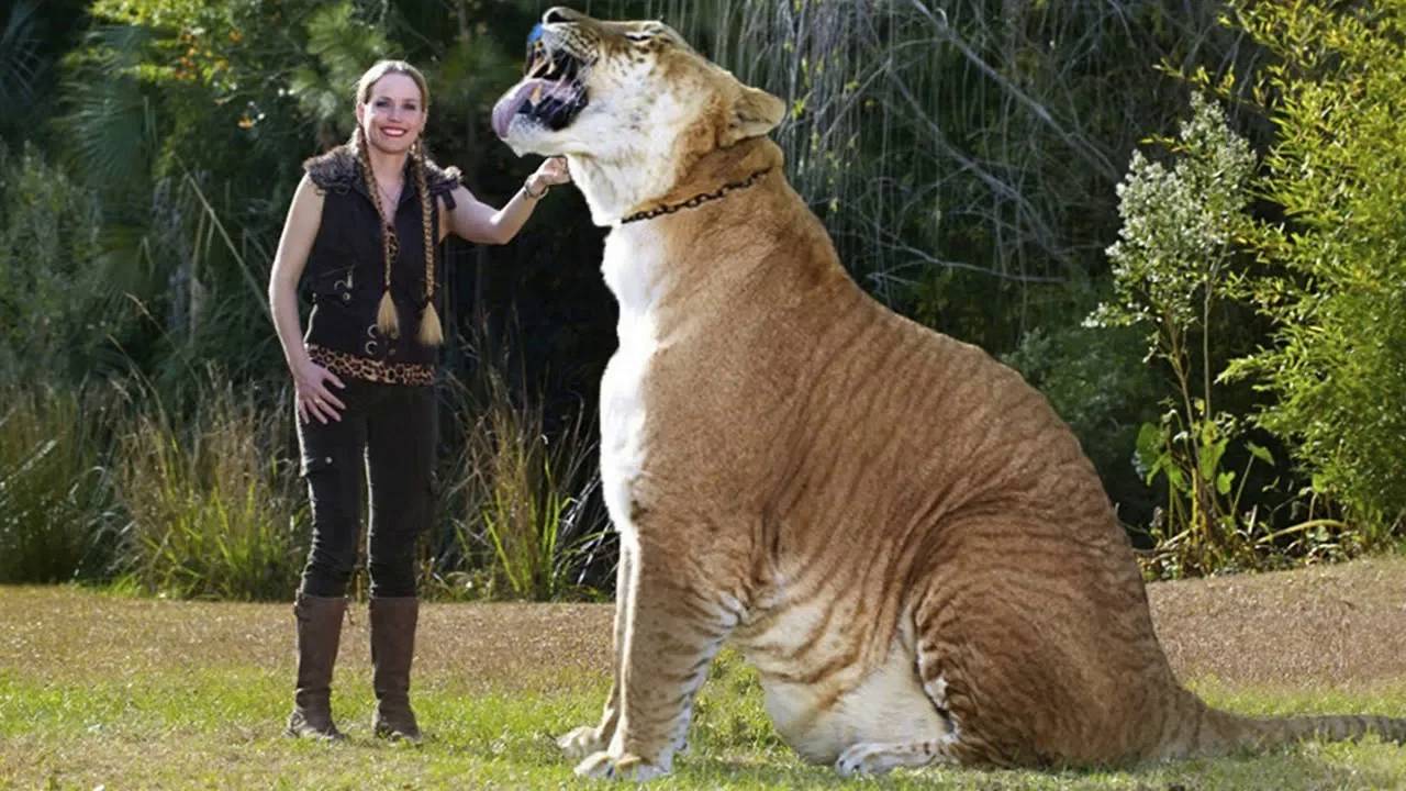 Самые большие дикие кошки на планете! Гигантские котики... смотреть онлайн