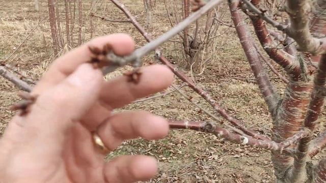 Sweet Cherry Bud Break Черешня #cherrytrees #черешня #сад #orchard #saplings