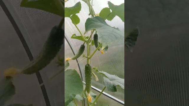 Виктория уже обрывает огурцы в теплице Марафон Плодор