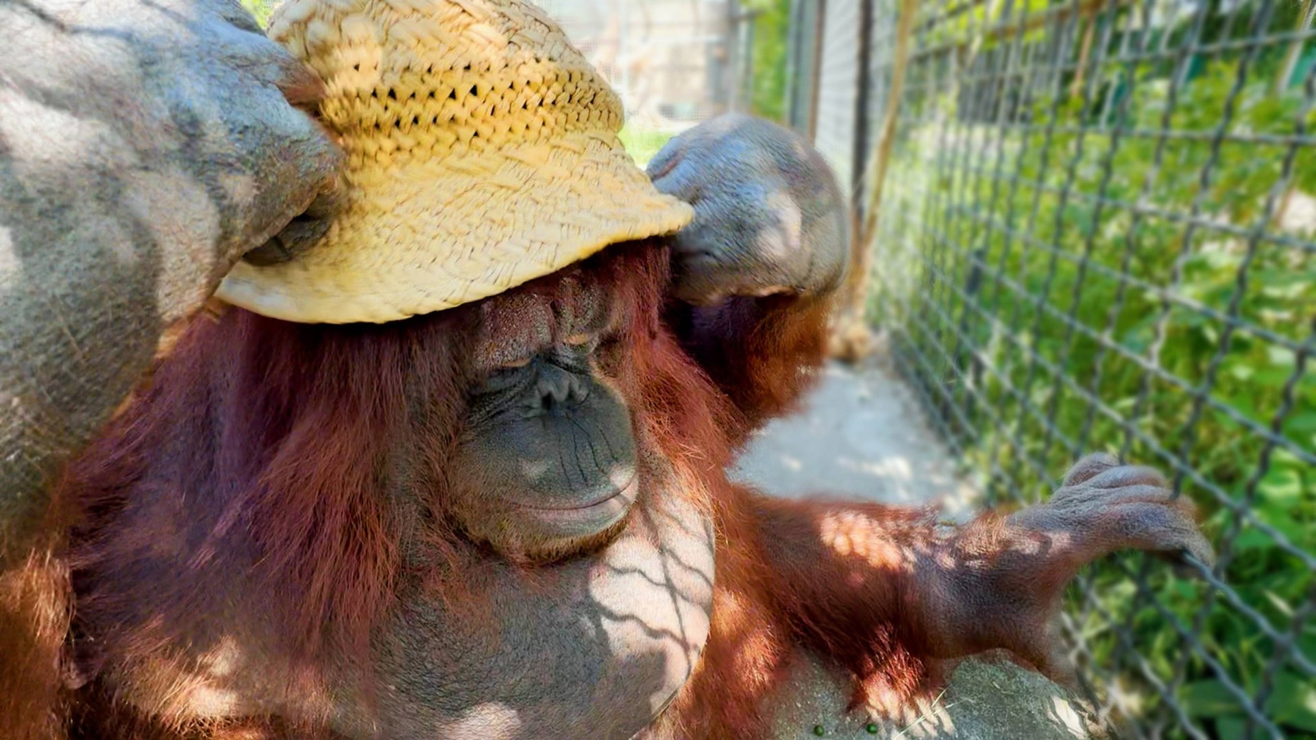 В руках орангутана шляпа превращается в элегантную... что угодно 😂 Дана знает толк в моде! смотреть онлайн