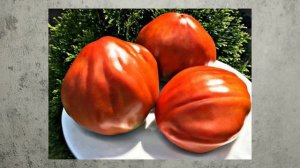 ЭТИ ТОМАТЫ ДОЛЖНЫ БЫТЬ У ВСЕХ! Выбор по отзывам опытны?