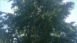 ВЫ ШУМИТЕ-ШУМИТЕ НАДО МНОЮ БЕРЁЗЫ...ВИА_СЯБРЫ_ БЕЛОРУССИЯ