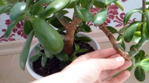 Как формировать денежное дерево