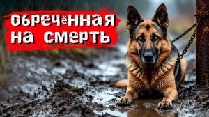 Обреченная на смерть. История собаки, которая не должна была выжить.