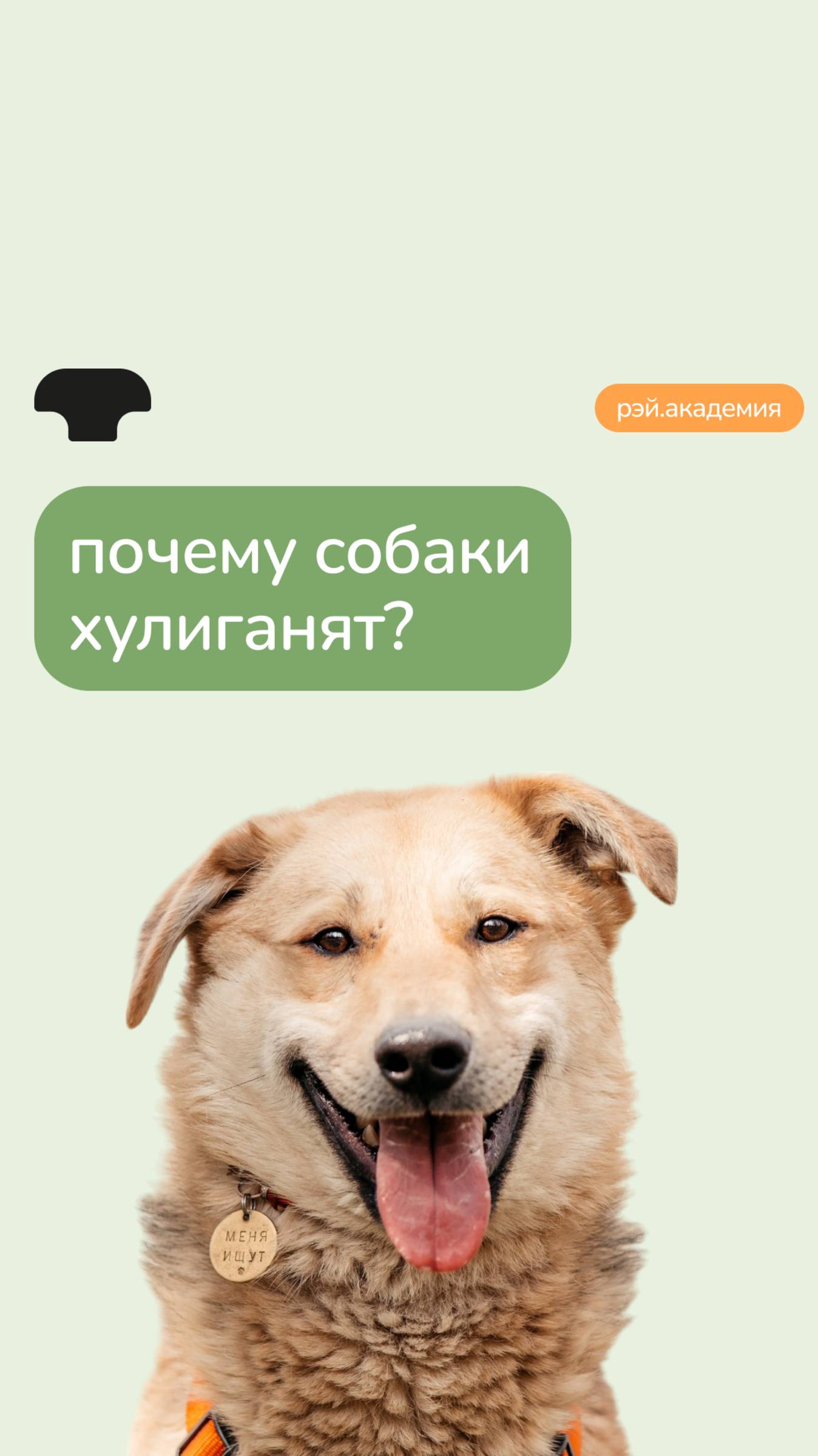 Собака хулиганит? 😱 смотреть онлайн