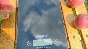 Персик Эрли Крест 17.06.2024