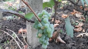 Ананасный - универсальный сорт винограда