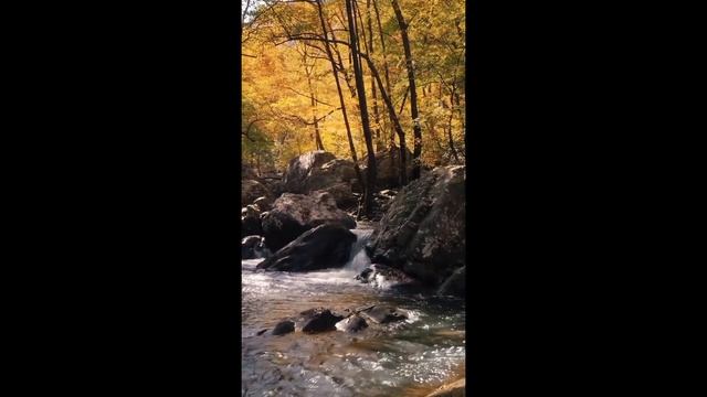 💮Релакс Звуки Водопада Пение Птиц 💮 смотреть онлайн