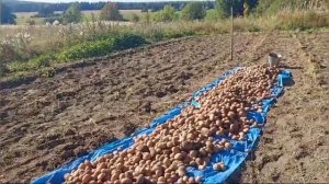 Выборка картофеля. Картофелекопалка Пахарь.