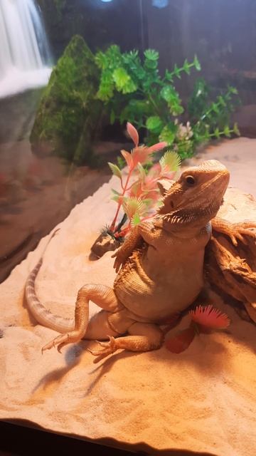 бородатая агама Софии 🦎