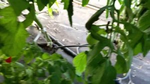 31 июля. Сорт Черный барон.