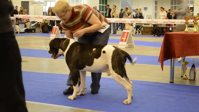 DSC_0011 Киев, 21 апреля 2013 чемпионат амбулей смотреть онлайн