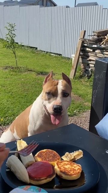 Мысли стаффорда, когда кто-то рядом ест #shortvideo #собака #юмор #стаффорд #прикол #стафф смотреть онлайн