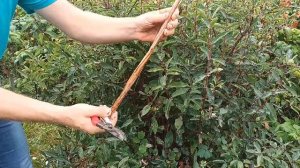 летняя обрезка жимолости август 2023