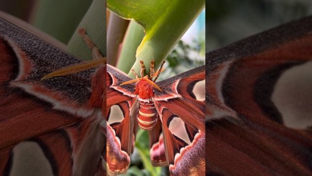 Бабочки: цветной полет смотреть онлайн