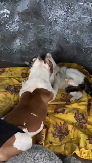 Пришёл друг Амстафф #shorts #shortvideo #amstaff #staff смотреть онлайн