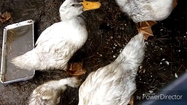 Всем доброе утро 🤚/Дождливый день/Деревенские будни смотреть онлайн