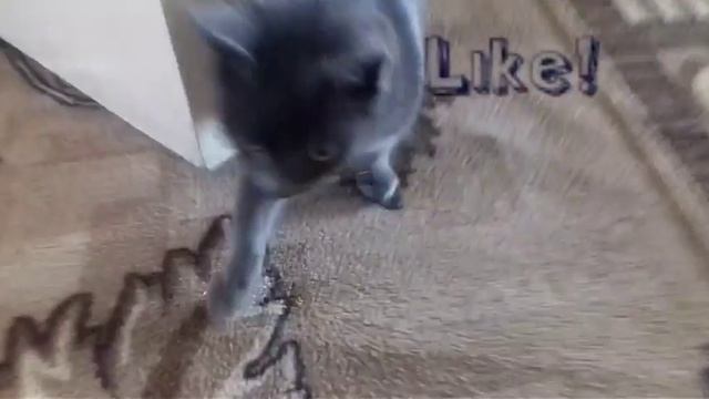 Мой кот любит хип хоп!