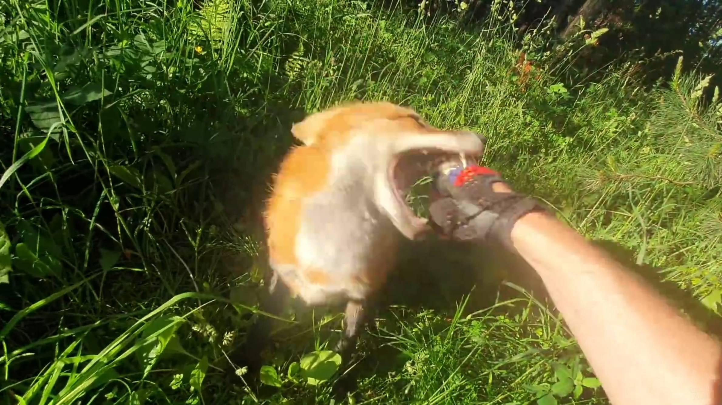 Лиса-Алиса. Играя с лисой надо всегда быть начеку смотреть онлайн