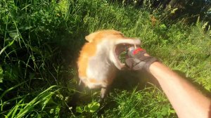 Лиса-Алиса. Играя с лисой надо всегда быть начеку