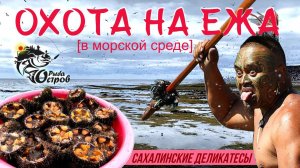 Охота на ежа. Сахалинские деликатесы