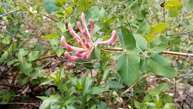 Релакс.  Цветение жимолости