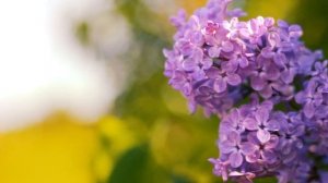 Футаж — Красивая ветка сирени. Футажи (footage) красивая природа [FullHD]