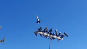 Николаевские голуби приучаю молодых