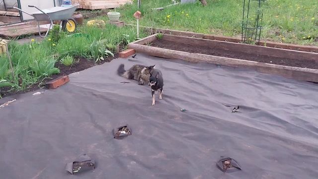 Обычные будни. Поездка в Лемана Про. смотреть онлайн