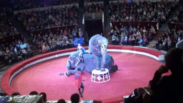 Мисс София рассказывает про Шоу индийских слонов! Варшавский цирк в г.Перми. 15.10.17г. смотреть онлайн