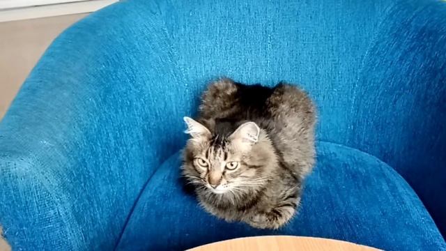 Приколы с котом// кот ест необычную еду//Кот Степан//говорящий кот//Челлендж с котом смотреть онлайн