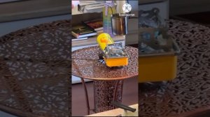 Отливка воском через ножи. Ритуал на реке+ постановка ?