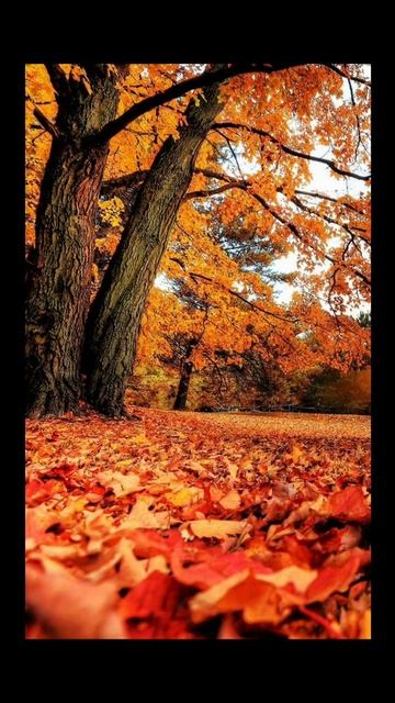 Осенние обои на телефон🍁Видео делаю сама🙃 смотреть онлайн