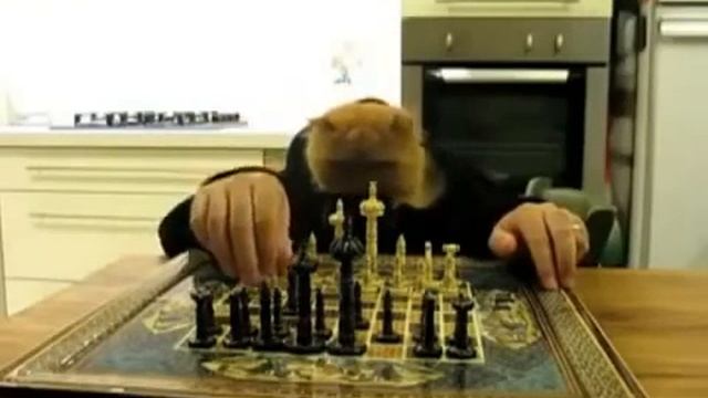 Смешные и короткие  ролики