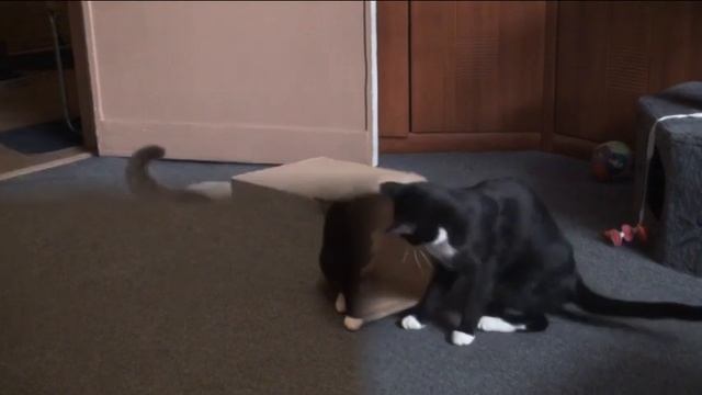 СМЕШНЫЕ ИГРЫ КОТОВ! КОТ-ЧЕРЕПАШКА.ПРИКОЛЫ С КОТАМИ. ИГРА "ЦАРЬ НОРЫ" КУСАКИ КОТОВ.КОТОТЕРАПИЯ смотреть онлайн