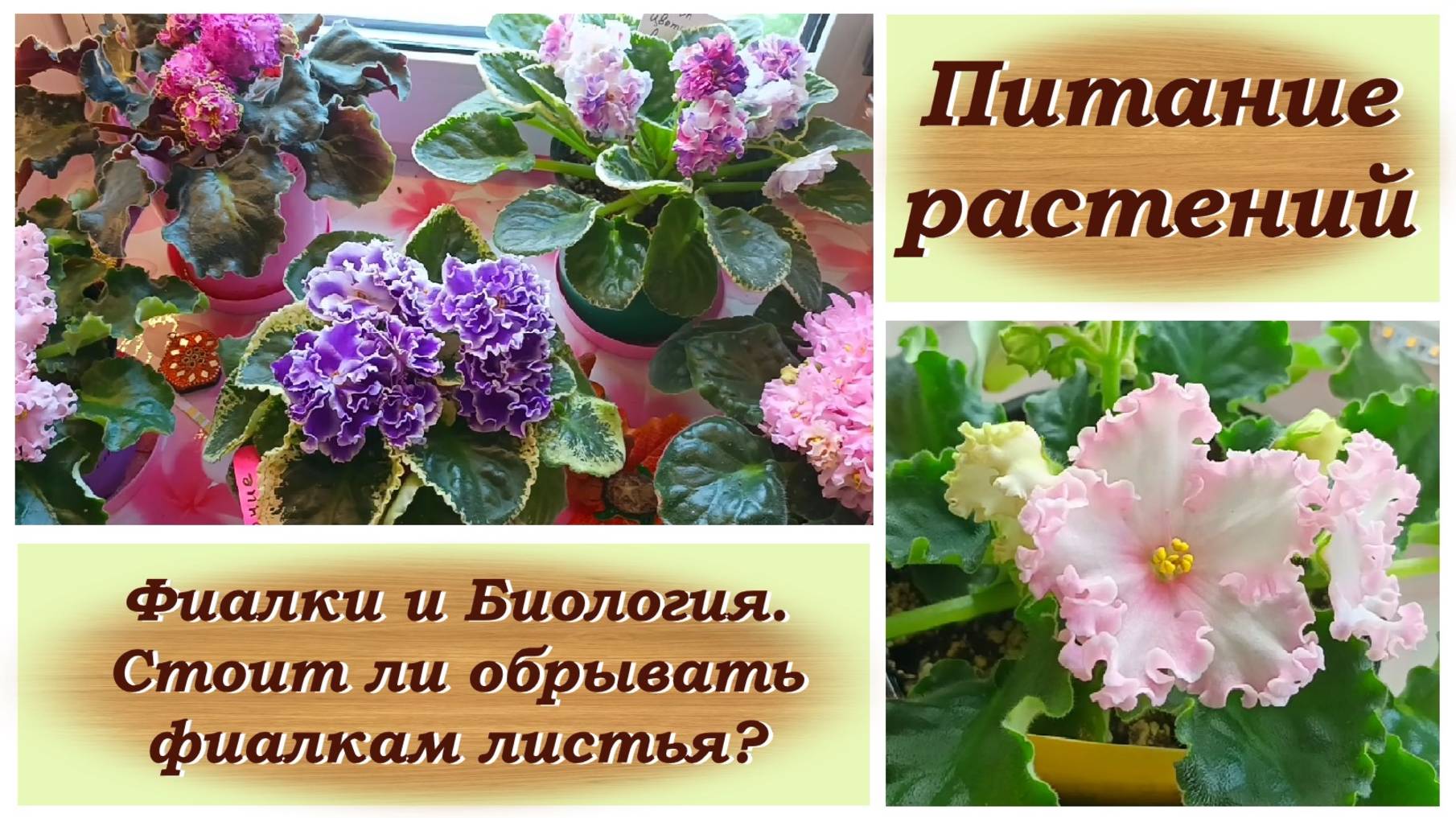 Питание растений. Фиалки и Биология. Стоит ли обрывать фиалкам листья? смотреть онлайн