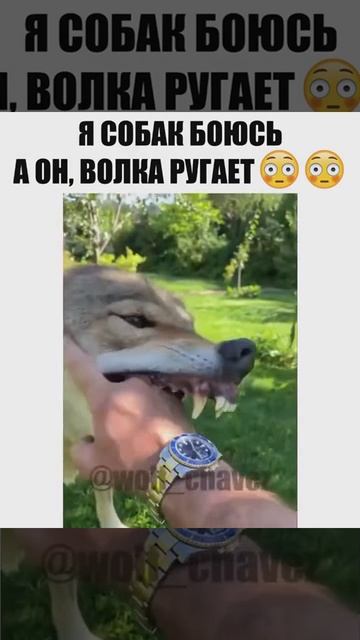 Сколько волка не корми, он всё равно в лес смотрит! смотреть онлайн