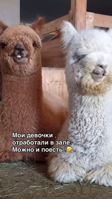 Чтобы похудеть нужно есть и много двигаться! Забирай Г смотреть онлайн